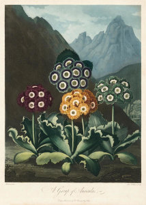 Frederick Lewis - A Group of Auriculas, 1803
