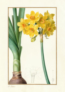Pancrace Bessa - Narcissus Tazzetta, about 1836