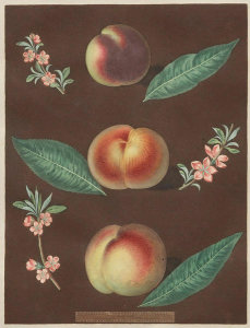 George Brookshaw - Pomona Britannica: No. 33 – Peaches, 1805
