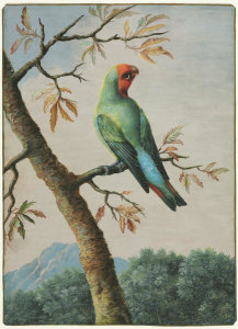 George Edwards - Bird Study: Rosy Faced Love Bird, c. 1714–73