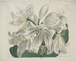 Sydenham Edwards - White Cape–Coast Lily, 1806