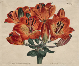 Thomas Curtis - Umbel-Flowering Bulb-Bearing Orange-Lily, 1807