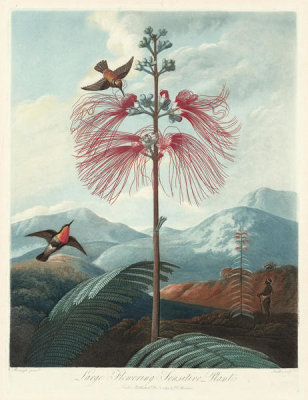Joseph Constantine Stadler - Large Flowering Sensitive Plant, 1799