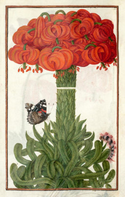 French, 17th century - Orange Lilies