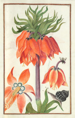 French, 17th century - Orange Fritillaria imperialis (crown imperial), 1600s