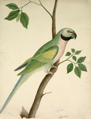 East India Company School - Green Parrot, c. 1820