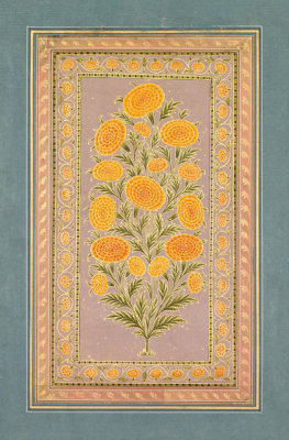 Mughal, 18th century - Flowering Marigold, c. 1765