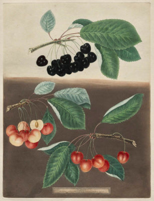 George Brookshaw - Pomona Britannica: No. 10 – Cherries, 1805